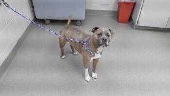 English Bulldog and Mixed Breed Dogs Available for Adoption - NOLA | PetCurious