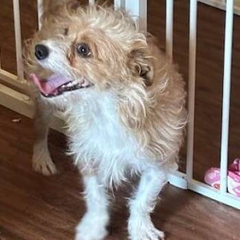 Norfolk Terrier Dogs Available for Adoption in Corsicana, Texas - Bubbles | PetCurious
