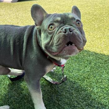 Bam Bam -  French Bulldog Dog for Adoption in Pittsburgh, Pennsylvania - Bam Bam | PetCurious