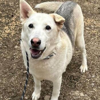 Shepherd and Mixed Breed Dogs Available for Adoption in Madisonville, Tennessee - Akira | PetCurious