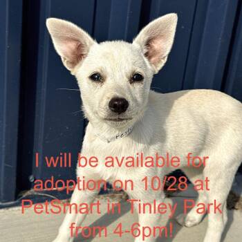 Fester -  Chihuahua and Mixed Breed Dog for Adoption in Matteson, Illinois - Fester | PetCurious