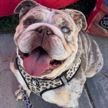English Bulldog Dogs Available for Adoption - ZELLA | PetCurious