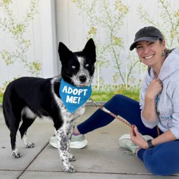Australian Cattle Dog Blue Heeler and Husky Dogs Available for Adoption in Pacific Grove, California - Stormie | PetCurious