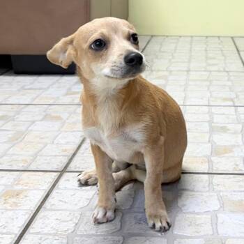 Riley -  Chihuahua Dog for Adoption in St. Petersburg, Florida - Riley | PetCurious