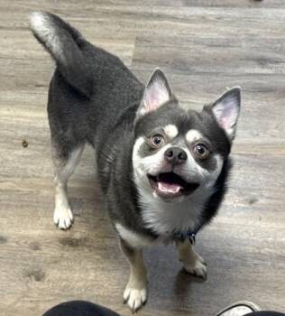 Wendigo -  Shiba Inu and Mixed Breed Dog for Adoption in Palm Coast, Florida - Wendigo | PetCurious