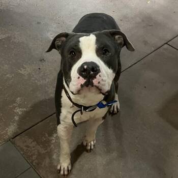 Rescue Pit Bull Terrier Dogs for Adoption in San Diego, California - Grant | PetCurious