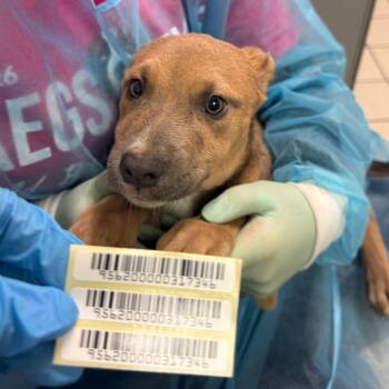 OK! -  Mixed Breed Dog for Adoption in Charleston, West Virginia - OK! | PetCurious