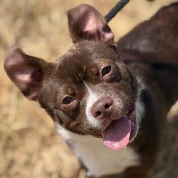 Cricket -  Chihuahua and Pug Dog for Adoption in Mansfield, Texas - Cricket | PetCurious