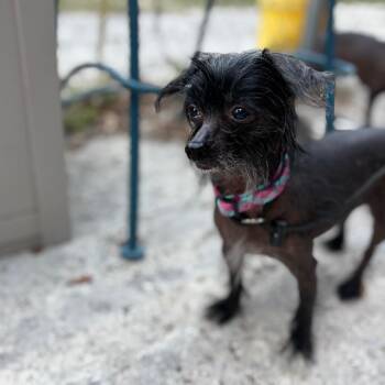 Chinese Crested Dog Dogs Available for Adoption - Molly | PetCurious
