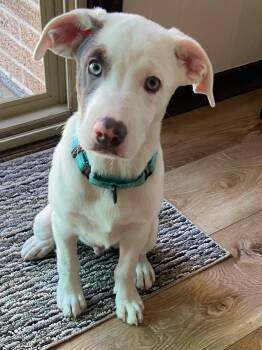 Dylan the Aussie Mix Puppy -  Australian Shepherd and American Staffordshire Terrier Dog for Adoption in Muskego, Wisconsin - Dylan The Aussie Mix Puppy | PetCurious
