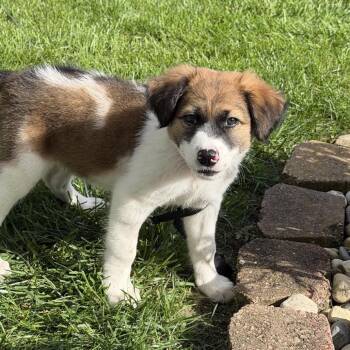 Ivy -  Mixed Breed Dog for Adoption in Madison, Wisconsin - Ivy | PetCurious