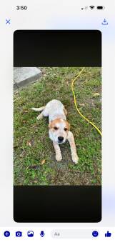 Rouge -  Australian Cattle Dog Blue Heeler Dog for Adoption in Lakewood Ranch, Florida - Rouge | PetCurious