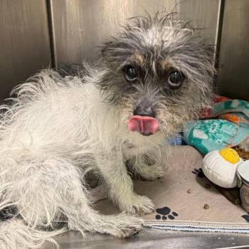 Batty -  Terrier Dog for Adoption in Austin, Texas - Batty | PetCurious