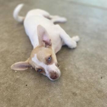 Fettuccine -  Chihuahua and Pug Dog for Adoption in Escondido, California - Fettuccine | PetCurious