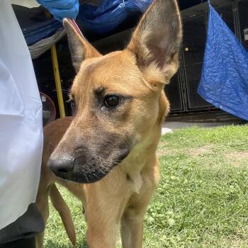 Cabana -  Shepherd Dog Available for Adoption in Edinburg, Texas - Cabana | PetCurious