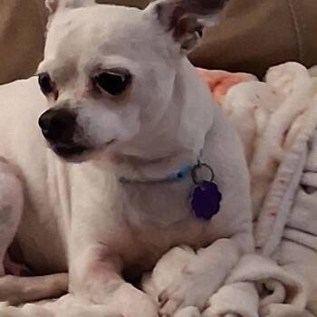 Tommy -  Chihuahua Dog for Adoption in Chatham, Ontario - Tommy | PetCurious