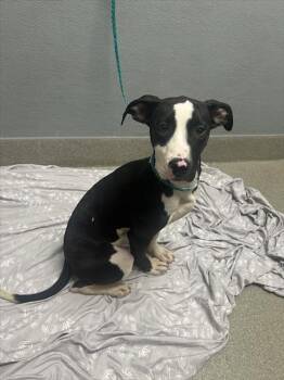 OREO -  Pit Bull Terrier Dog for Adoption in Las Vegas, Nevada - OREO | PetCurious
