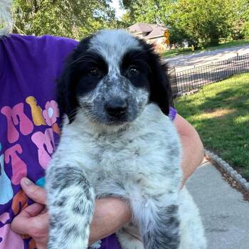 Poppy -  Great Pyrenees and Border Collie Dog for Adoption in Overland Park, Kansas - Poppy | PetCurious