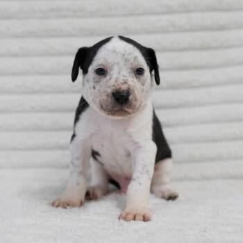 Australian Cattle Dog Blue Heeler and Pit Bull Terrier Dogs Available for Adoption in Fulton, Missouri - Rufus | PetCurious