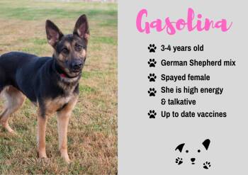 Gasolina -  German Shepherd Dog Dog for Adoption in Junction City, Kansas - Gasolina | PetCurious
