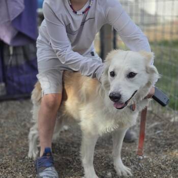 Australian Shepherd Dogs Available for Adoption in Baker City, Oregon - Amber | PetCurious
