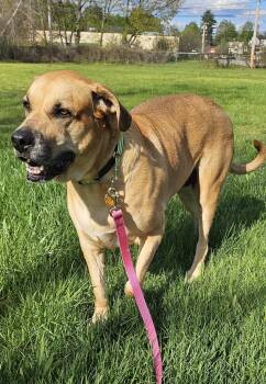 Great Dane and Labrador Retriever Dogs Available for Adoption in Salem, New Hampshire - Journey | PetCurious