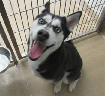 NEOMA -  Siberian Husky Dog for Adoption in Derwood, Maryland - NEOMA | PetCurious