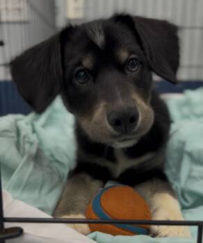 Sunny -  Mixed Breed Dog for Adoption in Charleston, South Carolina - Sunny | PetCurious