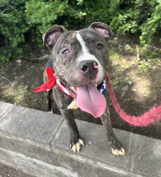 Rescue Pit Bull Terrier Dogs for Adoption in Newark, New Jersey - Albert | PetCurious