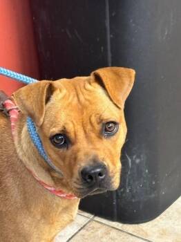 Porch -  Mixed Breed Dog for Adoption in Cincinnati, Ohio - Porch | PetCurious