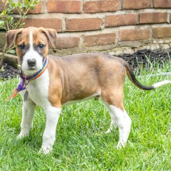 BENNETT -  Pointer and Plott Hound Dog for Adoption in St. Louis, Missouri - BENNETT | PetCurious