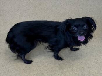 Chihuahua Dogs Available for Adoption in Derwood, Maryland - ANTONELA | PetCurious