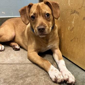 Casper -  Mixed Breed Dog for Adoption in Chattanooga, Tennessee - Casper | PetCurious