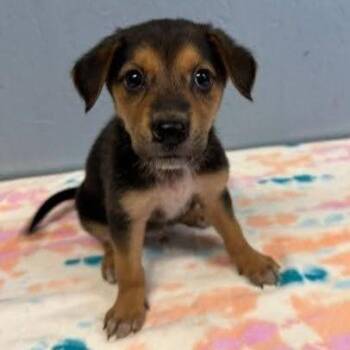 Max -  Mixed Breed Dog for Adoption in Walker, Michigan - Max | PetCurious