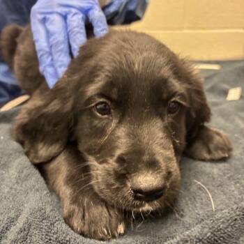 Mixed Breed Dogs Available for Adoption - Blue | PetCurious