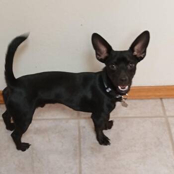 Carl -  Chihuahua Dog for Adoption in Albuquerque, New Mexico - Carl | PetCurious