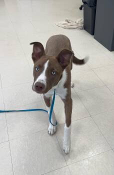 Shepherd and Husky Dogs Available for Adoption in Clayton, New Jersey - Buster  | PetCurious