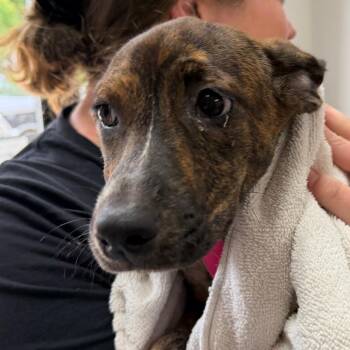 Bashful -  Mixed Breed Dog for Adoption in Walker, Michigan - Bashful | PetCurious