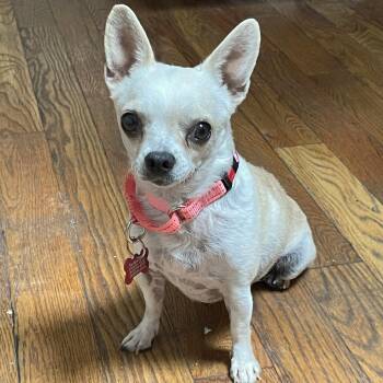 Chloe -  Chihuahua Dog for Adoption - Chloe | PetCurious