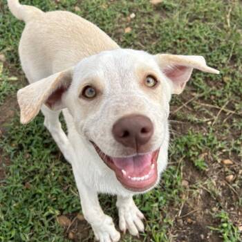 Paradise in NH Come Meet our Adoptable Dogs Wednesday-Saturday.  -  Australian Shepherd and Labrador Retriever Dog for Adoption in Manchester, New Hampshire - Paradise In NH Come Meet Our Adoptable Dogs Wednesday-Saturday.  | PetCurious
