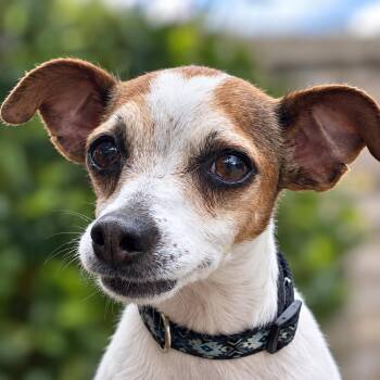 Stella -  Chihuahua Dog for Adoption in Thomasville, North Carolina - Stella | PetCurious