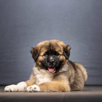 Mixed Breed Dogs Available for Adoption in Jupiter, Florida - Leo | PetCurious