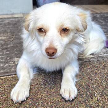 Papillon and Chihuahua Dogs Available for Adoption - Mindy | PetCurious