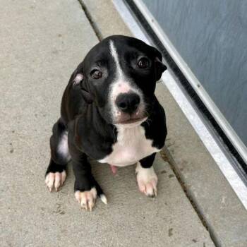 Pit Bull Terrier Dogs Available for Adoption in Matteson, Illinois - Hellsing | PetCurious