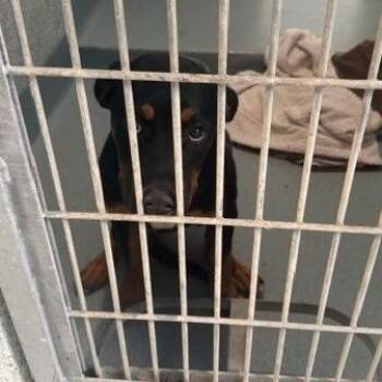 Jax -  Rottweiler and Mixed Breed Dog for Adoption in Long Beach, California - Jax | PetCurious