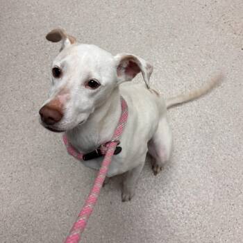 Athena -  Mixed Breed Dog for Adoption in Murray, Utah - Athena | PetCurious