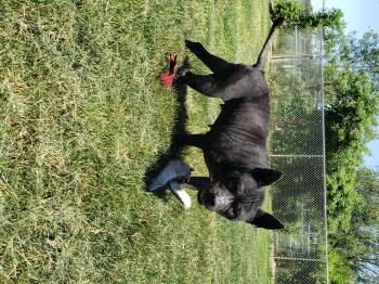 Elkie -  Pit Bull Terrier Dog for Adoption in Middlebury, Indiana - Elkie | PetCurious