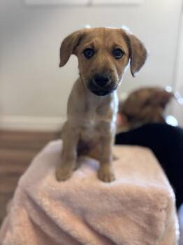 Mixed Breed Dogs Available for Adoption - Gill | PetCurious