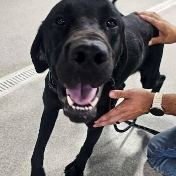 Russell -  Black Labrador Retriever Dog for Adoption in Plainfield, Illinois - Russell | PetCurious
