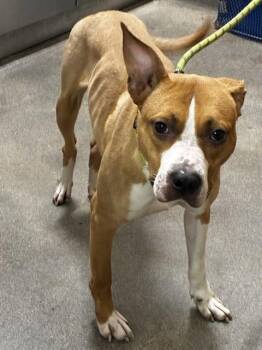 JOY -  Pit Bull Terrier Dog for Adoption - JOY | PetCurious